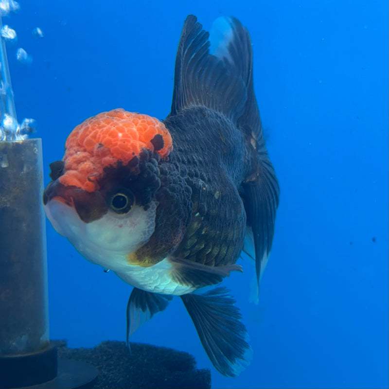 Thai Oranda Tri-Color/Black Body Red Cap 3.5” Body Female(CK-929)R1BLUETUB4