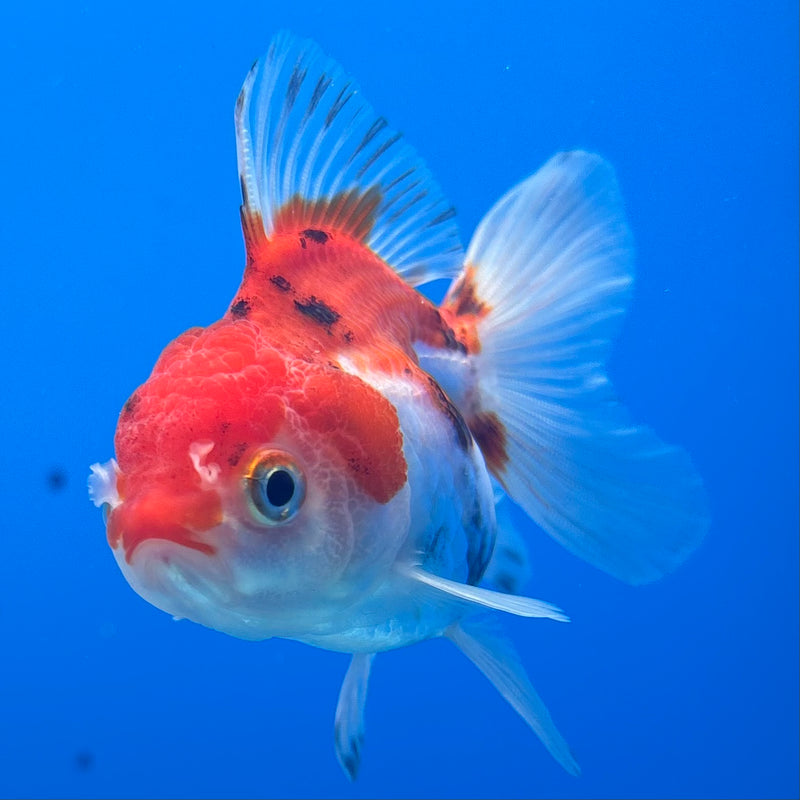 Thai Oranda Tri-Color 2” Body Female(CK-1269)R3B06