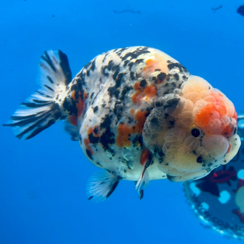 Thai Ranchu White Tiger 4” Body Male(CK-1209)BLUETUB1