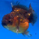 Thai Oranda Calico Yuanbao by SHOGUN 2.8” Body Male(CK-1590)R3B09