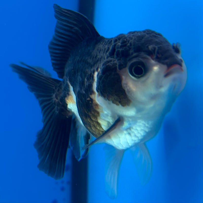 Thai Oranda NOK Panda 2.5” Body Male(NOK-CK-1185)R3B15