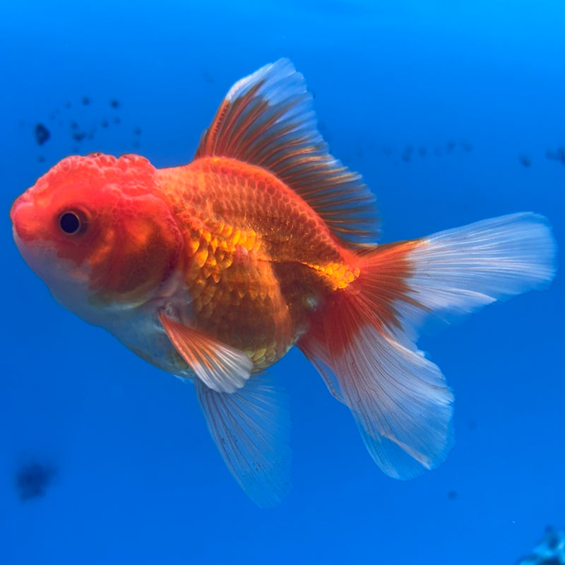 Thai Oranda Red/White 2” Body Male(CK-1281)R3B03