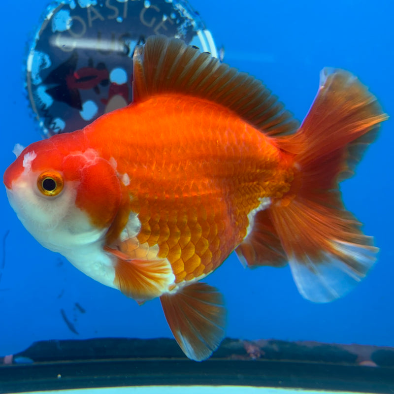 Thai Oranda Red/White 4” Body Male(CK-1519)R2A05