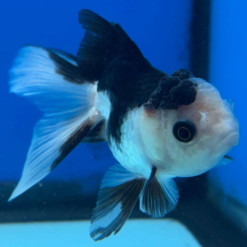 Thai Oranda Panda 2” Body Female(CK-1015)R3B14