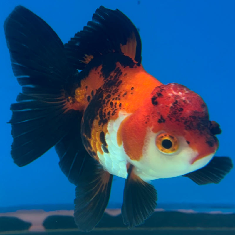 Thai Oranda Apache 3” Body Female(CK-871)R3A16