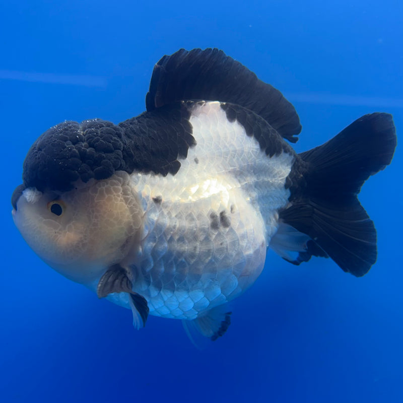 Thai Premium Oranda Yuanbao Panda 4” Body Male(CK-769)R1BlueTub4