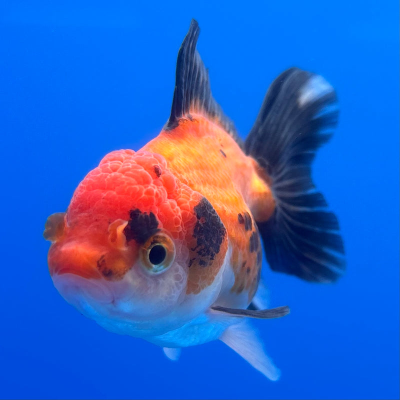 Thai Oranda Apache 2.5” Body Female(CK-1244)R3B10