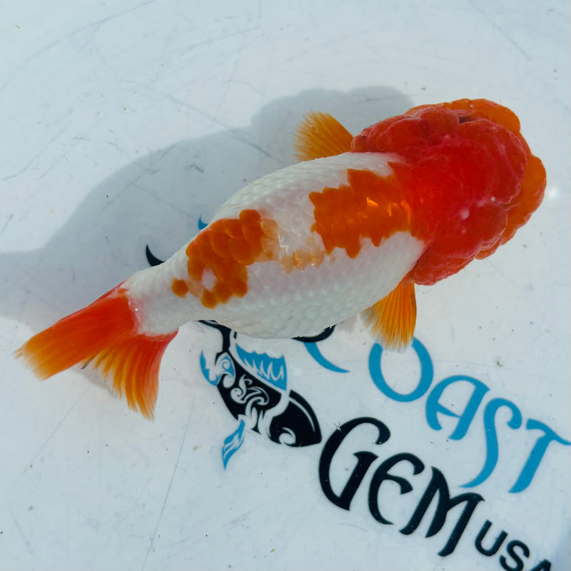 Live Fancy Goldfish Thai Ranchu AA Grade Top View Red & White Ranchu 3” Body Male(CK-875)BLUETUB1