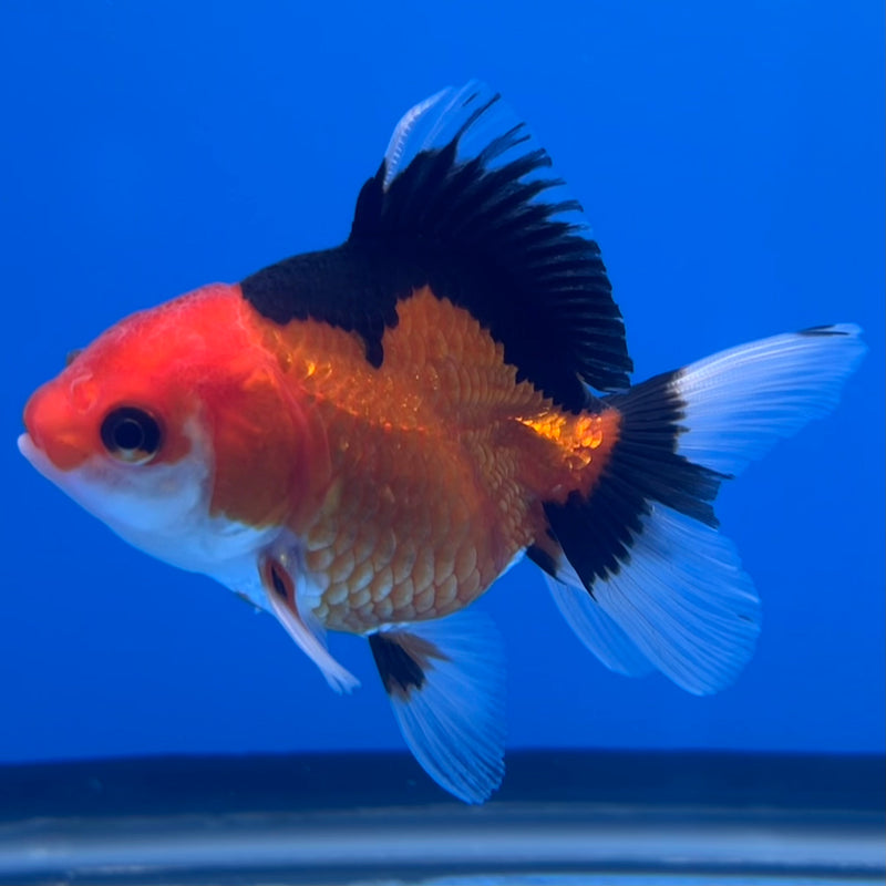 Thai Oranda Apache 2.5”Body Male(CK-744)R3B20