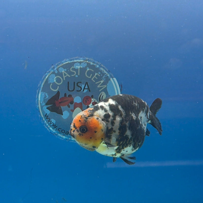 Chinese Ranchu Calico 3.5in Male (FEB-307)R2A06