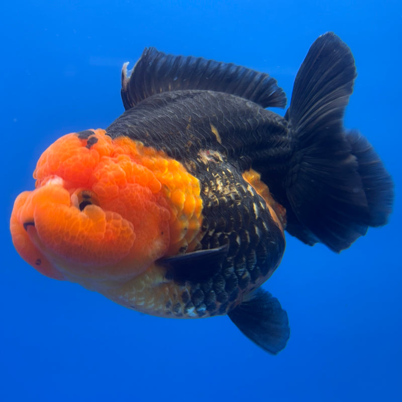 Thai Premium Oranda Yuanbao Apache 4” Body Male(CK-771)R1BlueTub4
