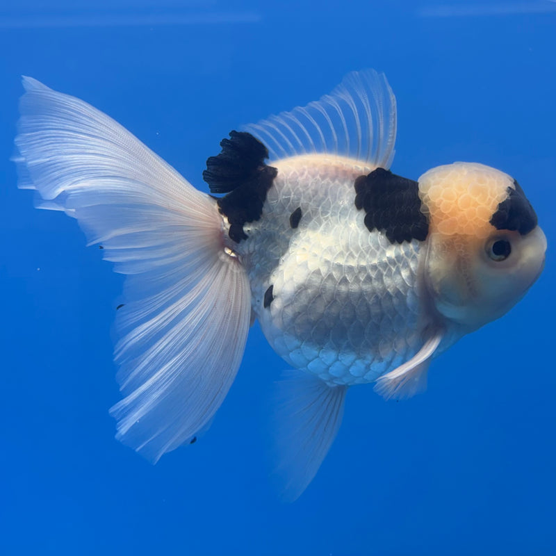 Thai Oranda Panda 4” Body Female(CK-810)R1A01