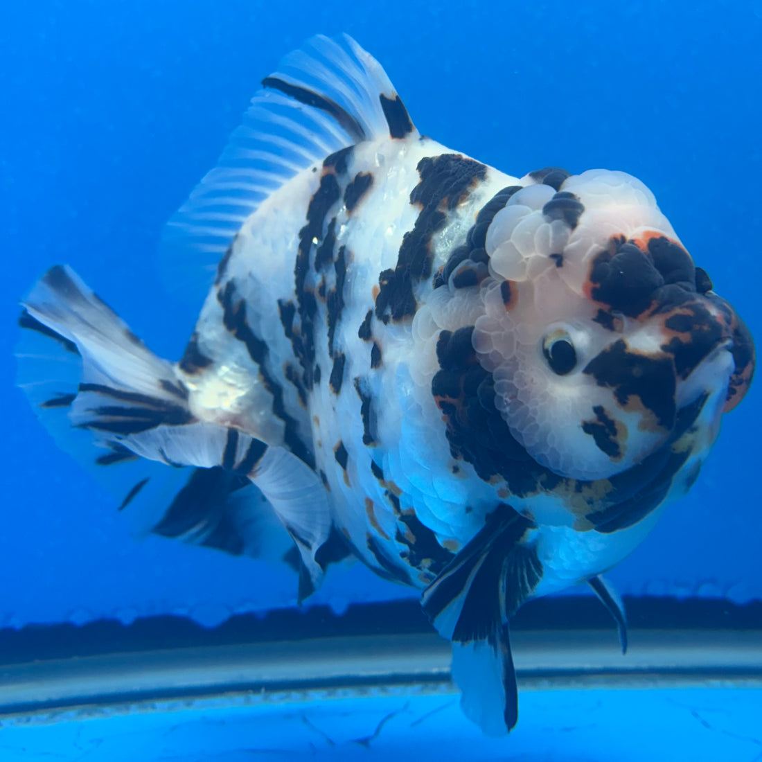 Thai Oranda Tri-Color Tiger 4.5" Male(NKT-CK-1572)BLUETUB-B