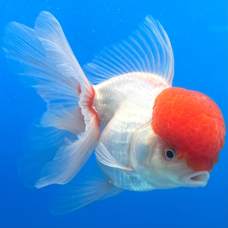Thai Oranda White Body Red Cap 3.5" Female(CK-1542)R2B13