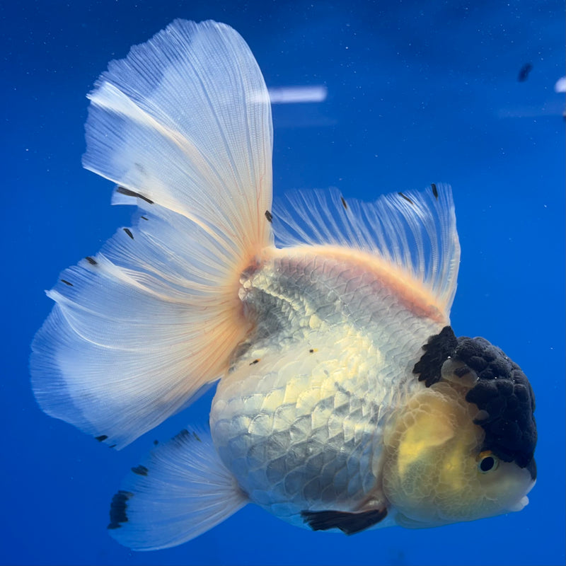 Thai Oranda NOK AA Medium Breed Peacock Tail Lemon Head Panda 4” Body Female(CK-805)R1A08