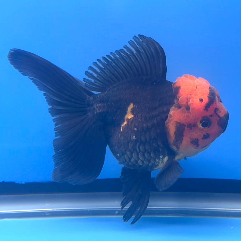 Thai Oranda Apache 3” Body Female(CK-660)R1B11