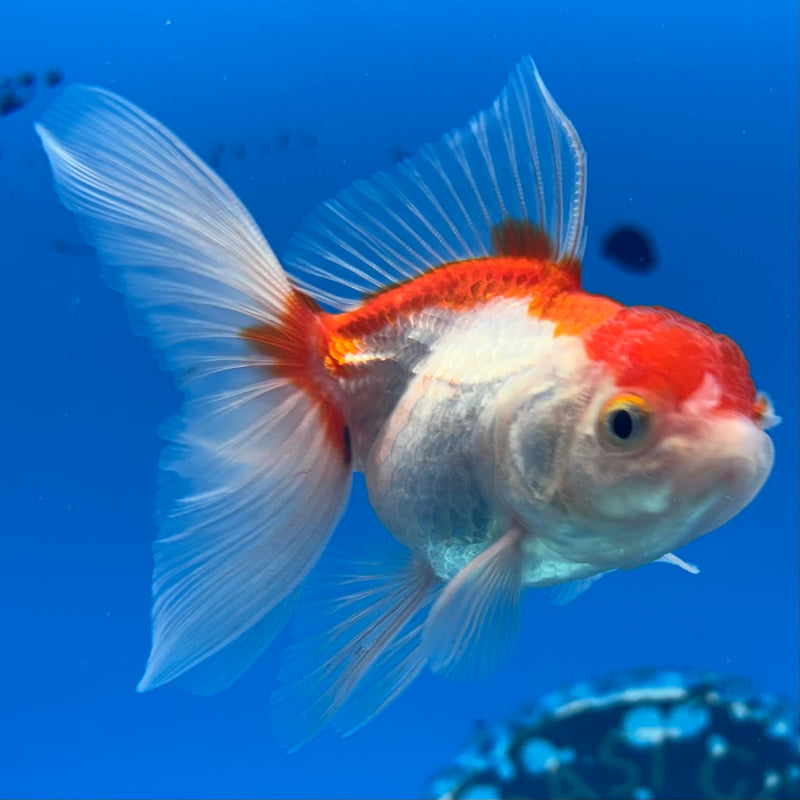Thai Oranda Red/White 2” Body Female(CK-1268)R3B06