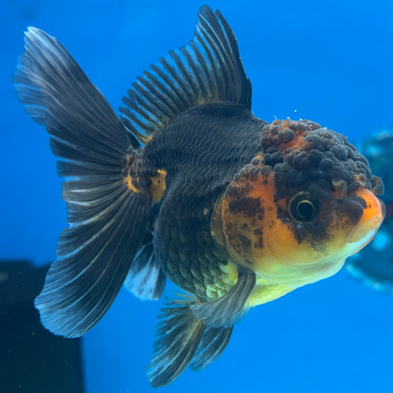 Thai Oranda Apache 3” Body Female(CK-970)R3B21