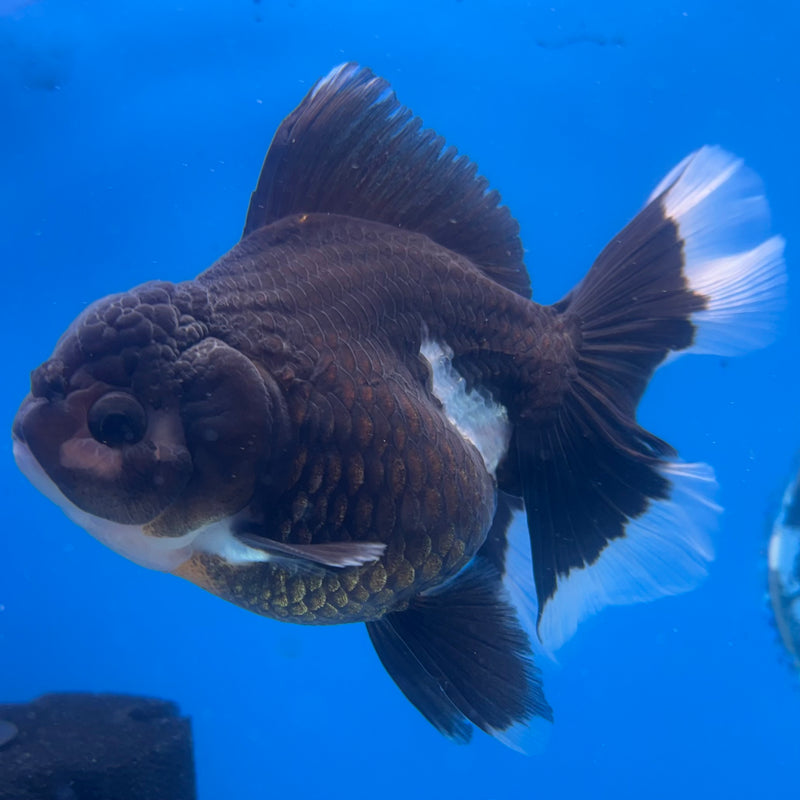 Thai Oranda Panda 3.5” Body Female(CK-1396)SHOWTANK2