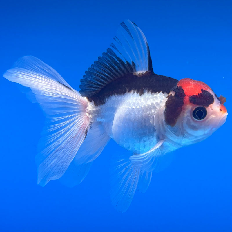 Thai Oranda Tri-Color 2.5” Body Male(CK-1310)R3B14
