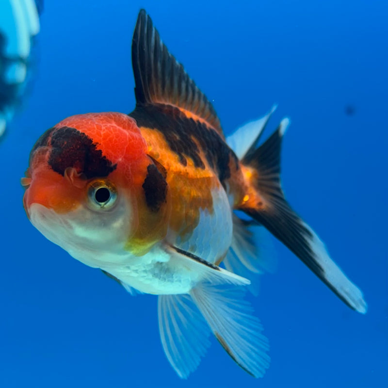 Thai Oranda Apache 2” Body Male(CK-1272)R3B05
