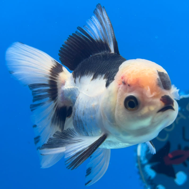 Thai Oranda Panda 2.5” Body Male(CK-1285)R3B02
