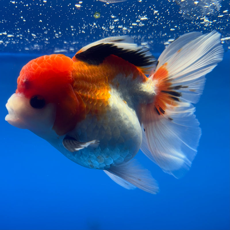 Thai Oranda Apache 3.5” Body Female(CK-792)R1A03