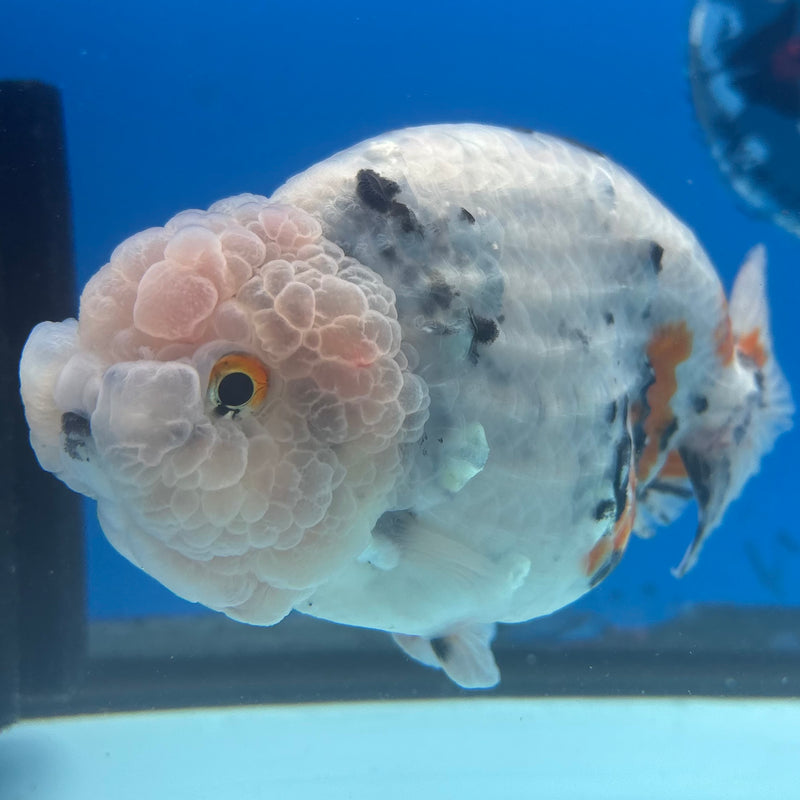 Thai Ranchu JUMBO Calico 4.5” Body Female(BIN-CK-1048)SHOWTANK2