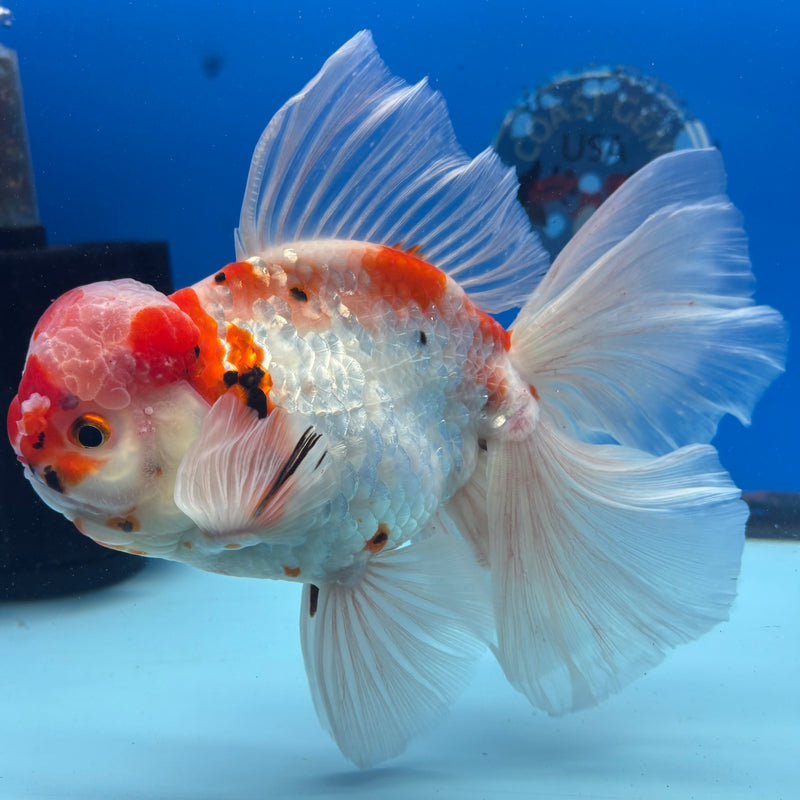 Thai Oranda JUMBO Orchid Tail Tri-Color Calico 4.5” Body Male(CK-1363)SHOWTANK2