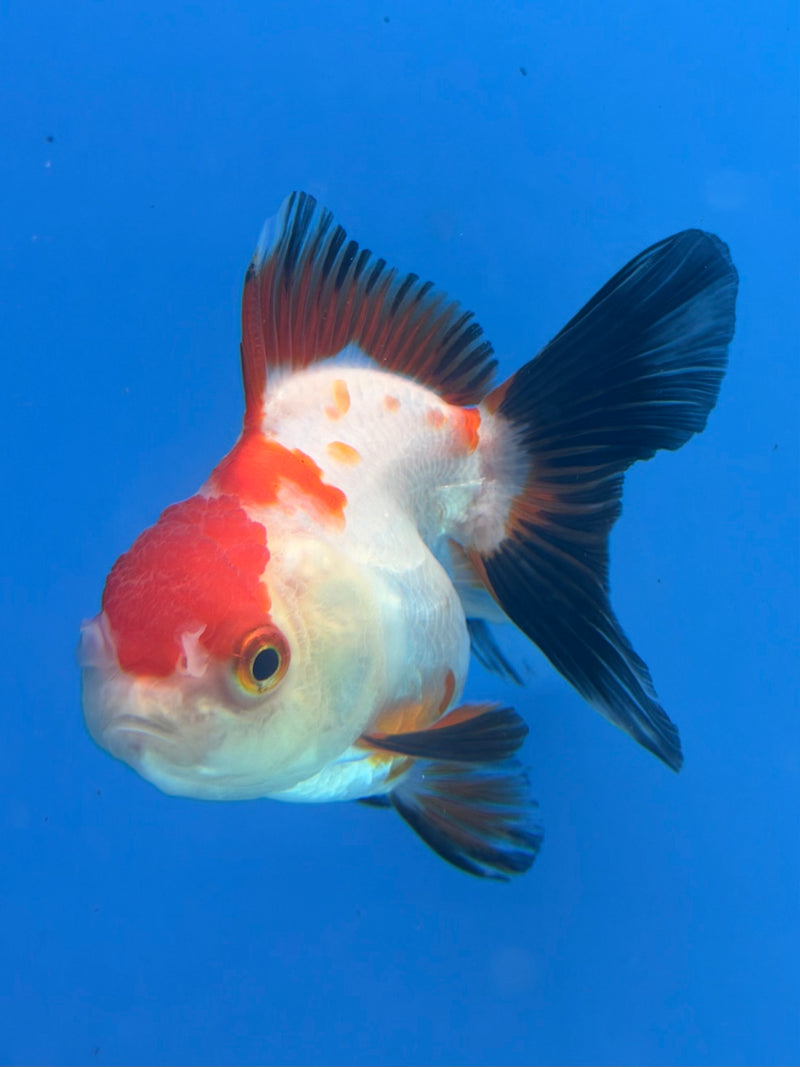 Thai Oranda Tri-Color 2.5” Female (FEB-269)R3A09