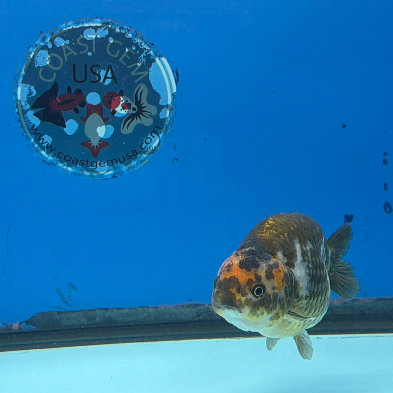 Chinese Ranchu Copper Calico 3.5in Female (FEB-302)R2A05