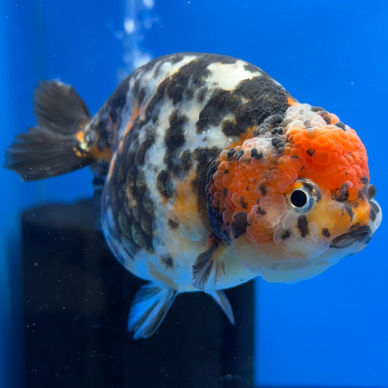 Chinese Ranchu Calico 4” Body Female(CK-1467)R2A09