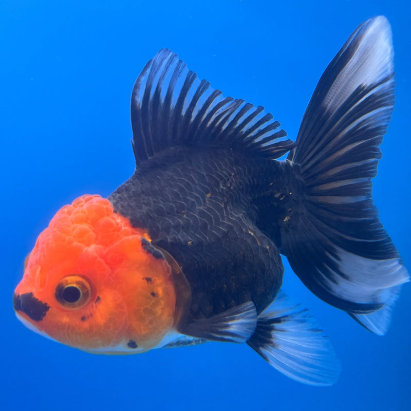 Thai Oranda Apache 2.5” Body Male(CK-666)R1B08