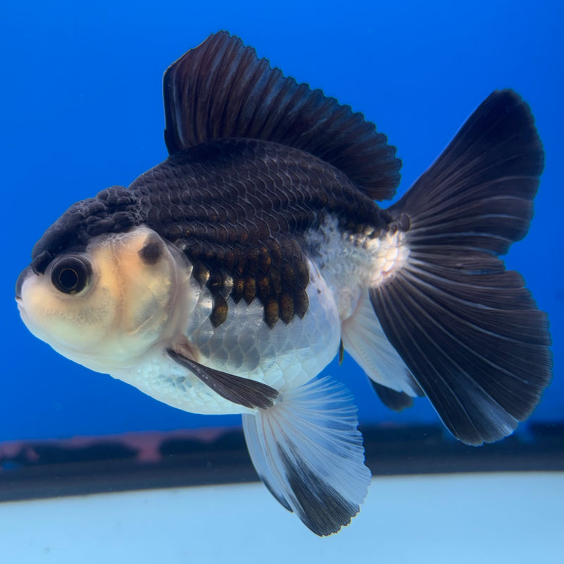 Thai Oranda Panda 3” Body Male(CK-1405)R1B09