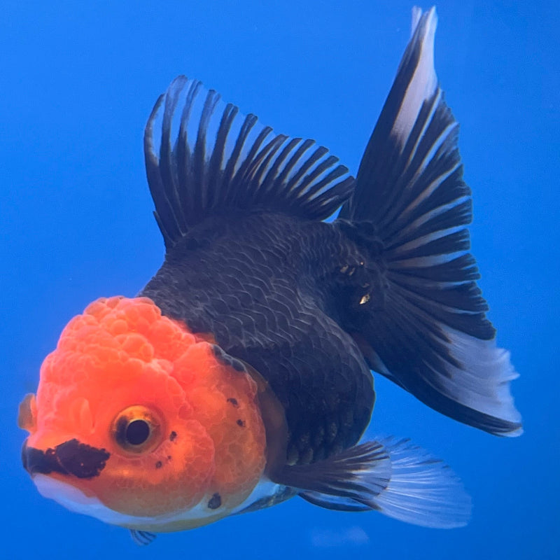 Thai Oranda Apache 2.5” Body Male(CK-666)R1B08