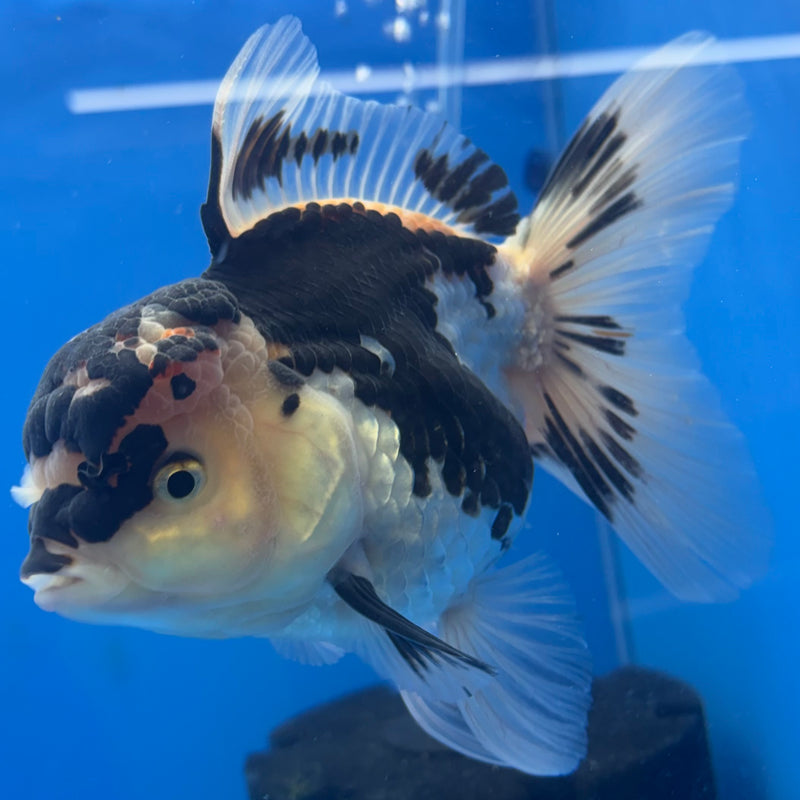 Thai Oranda Panda 3.5” Body Male(CK-793)R1B04