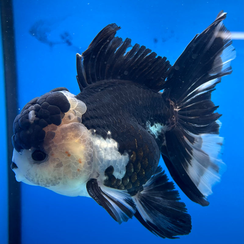 Thai Oranda Panda 3.5" Male(CK-1530)R2A05