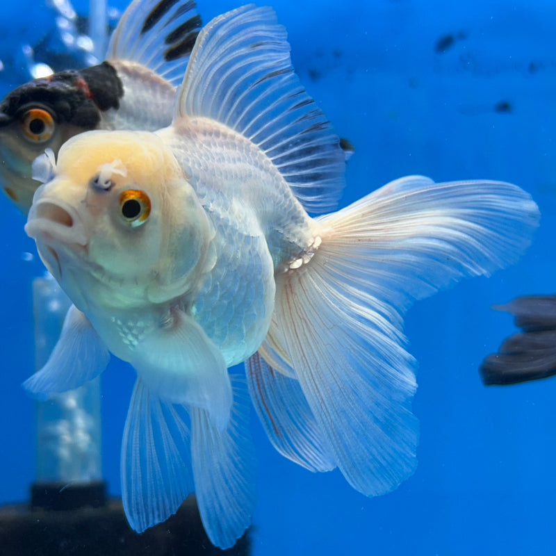 Thai White Lemon Head Oranda 2.5”Body Female (JCD-179)R3B14