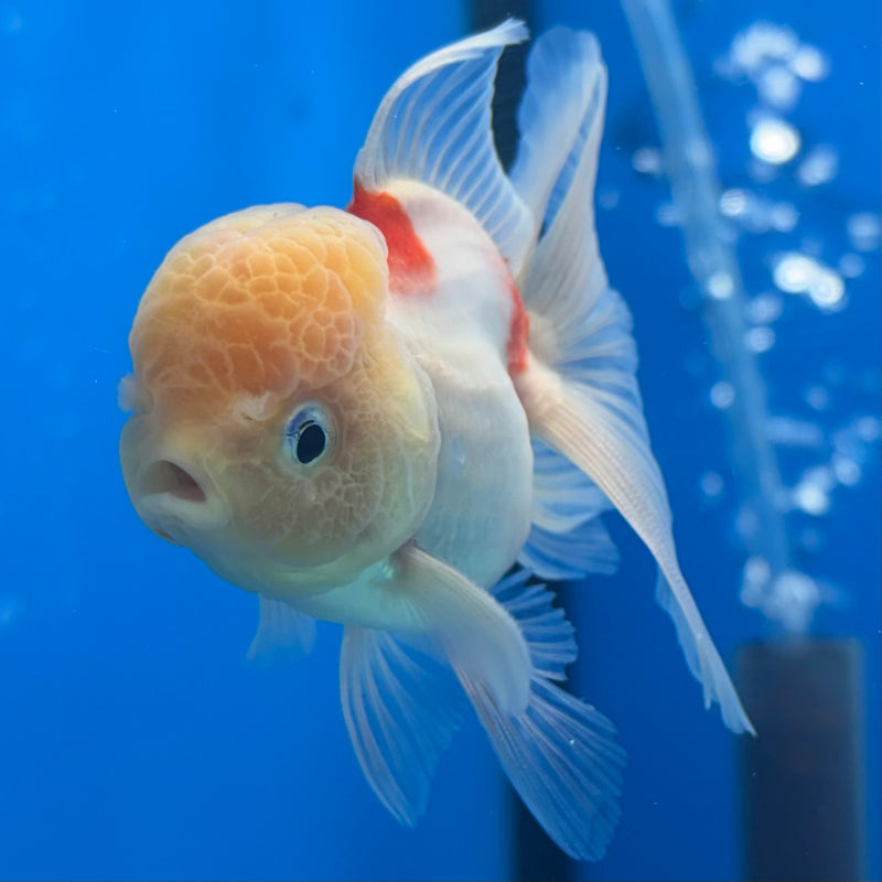 Thai Oranda Lemon Head Tri-Color Calico 2” Body Male(CK-1282)R3B03