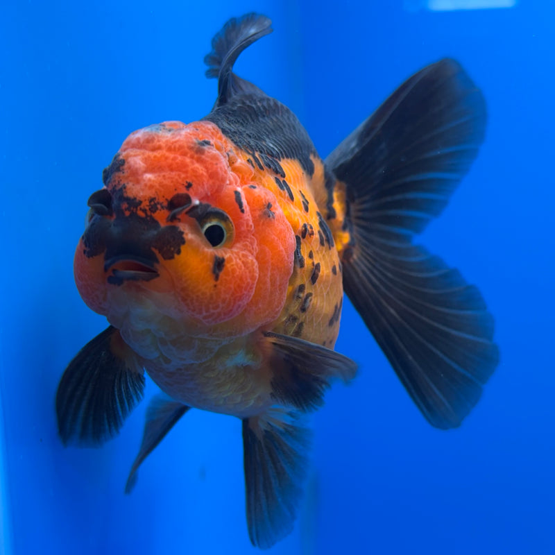 Thai Oranda Apache 3” Body Female(CK-694)R1B07