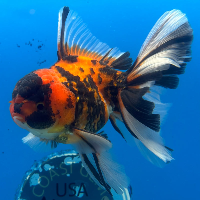 Thai Oranda Tri-Color Tiger Calico 3.5” Body Male(BIN-CK-1057)SHOWTANK2