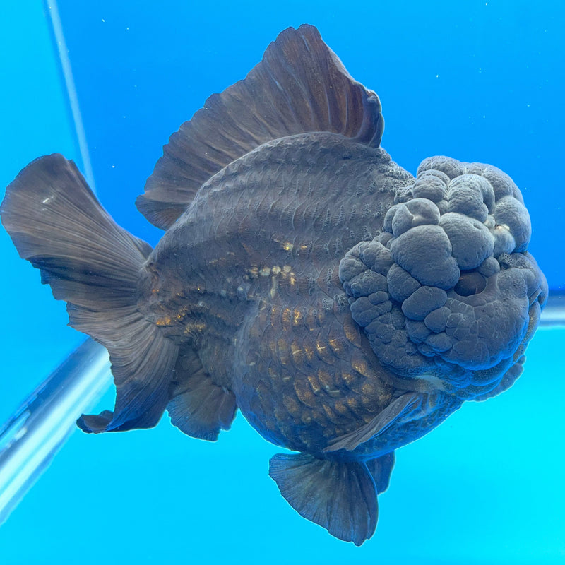 Thai Oranda JUMBO Full Black 4.5” Body Male(CRP-CK-649)R1BLUETUB2