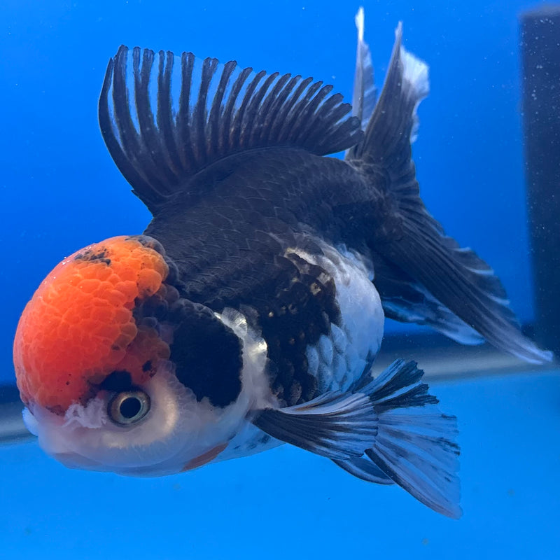 Thai Oranda Tri-Color 3” Body Female(CK-790)R1A10