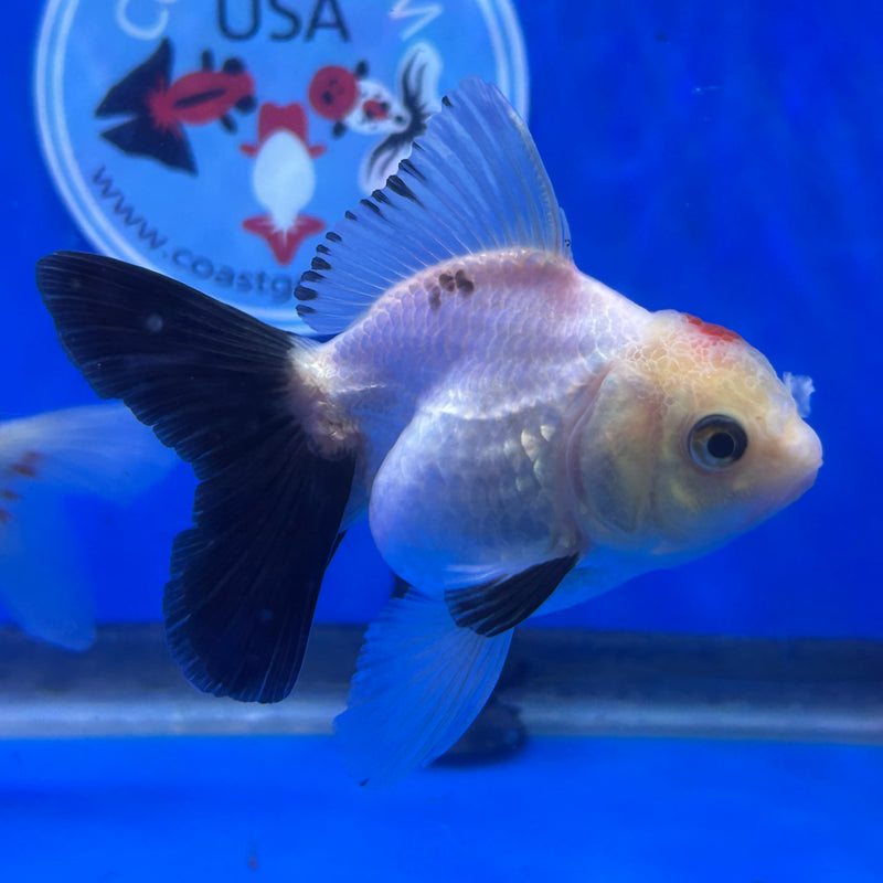 Live Premium Fancy Goldfish Thai Oranda Panda 2.5" Body Male(JC-281) R4C04