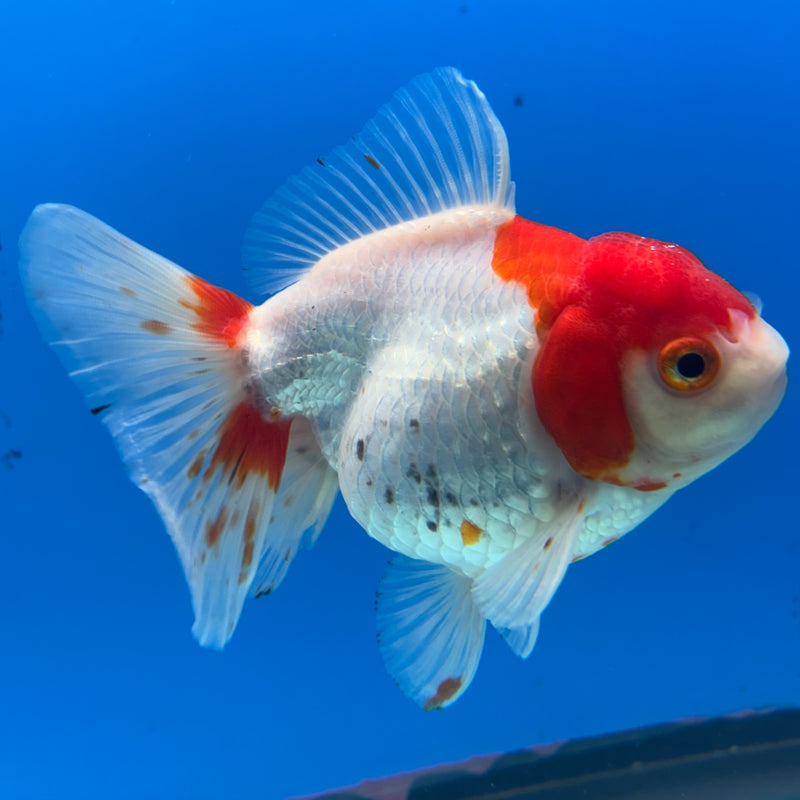 Thai Oranda Red/White 3.5” Body Female(QGF-CK-1078)SHOWTANK
