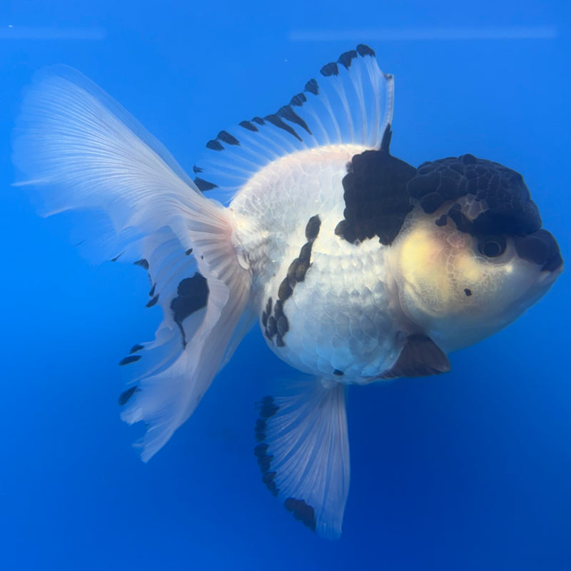 Thai Oranda Panda 4” Body Female(CK-808)R1A08