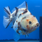 Thai Oranda Tri-Color Tiger 4" Male(NKT-CK-1570)BLUETUB-B