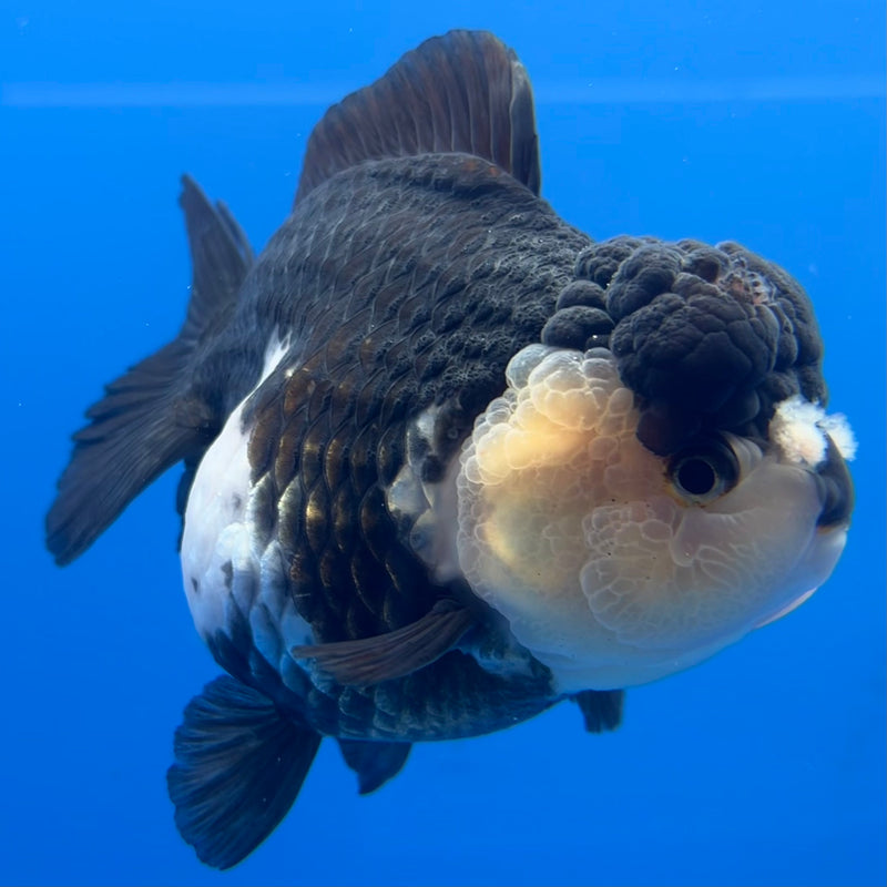 Thai Premium Oranda Yuanbao Panda 4” Body Female(CK-750)R1BlueTub4