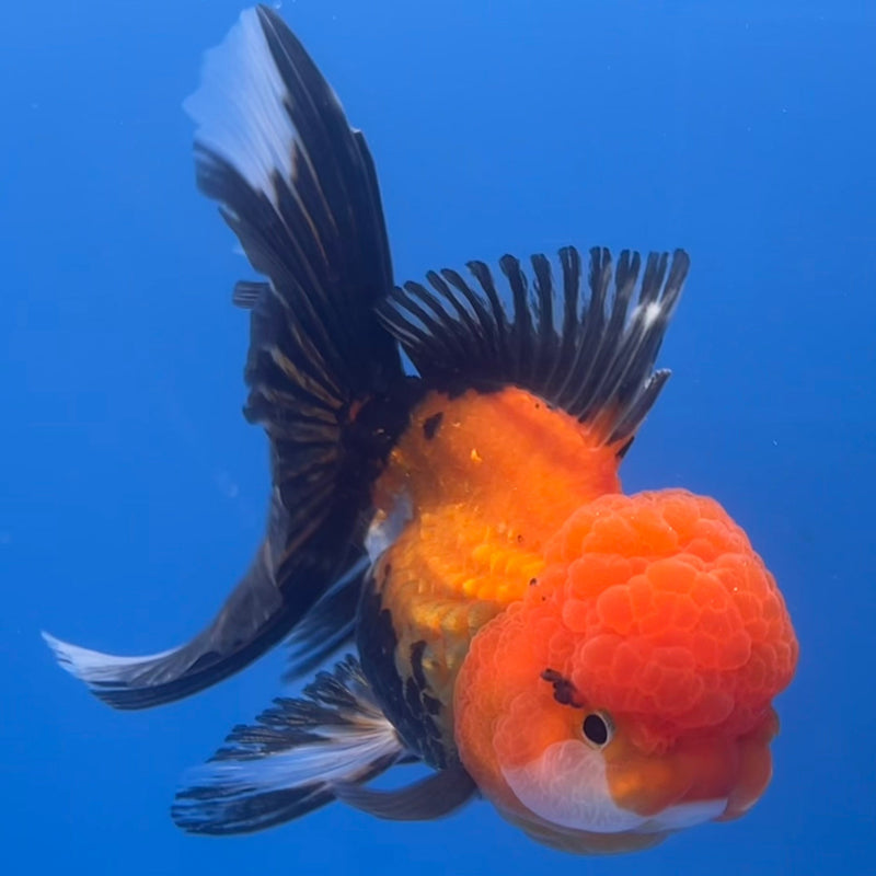 Thai Oranda Apache 3” Body Female(CK-663)R1A10