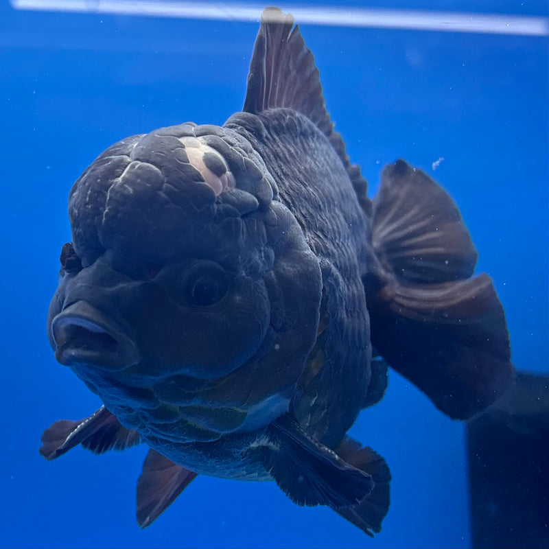 Thai Oranda JUMBO Full Black 4.5” Body Male(QGF-CK-1346)BLUETUB1